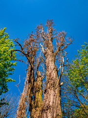 Black Poplar(Populus nigra - Italica) dry dead tree surrounded by greenery against a blue sky - low angle view