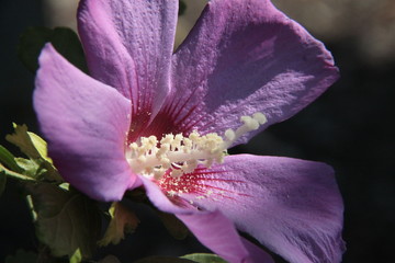 Hibiskus © Gabi