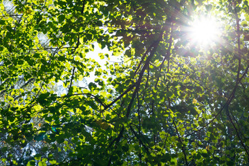Fototapeta na wymiar Bright sunlight through trees with green leaves at summer. Look up view on tops of trees and sunbeam through it.