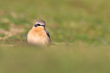 Male Eurasian Wheatear, Oenanthe oenanthe, Standing Upright On A Green Grassy Sand Dune Looking For Food. Taken at Stanpit Marsh UK