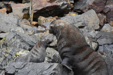 Antarctic fur seal pup in South Georgia Island