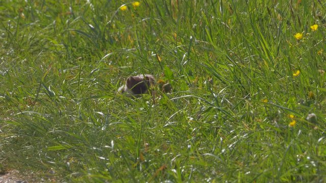 Young beautiful stoat walking through high grass field and checking the area 