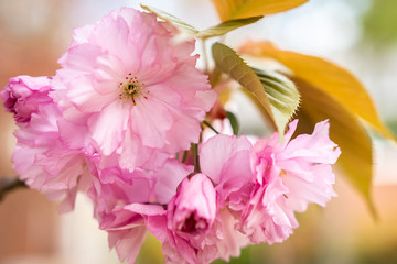 Cherry blossoms in Virginia