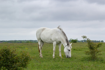 A white horse grazes on a green meadow