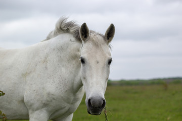 Obraz na płótnie Canvas A white horse grazes on a green meadow