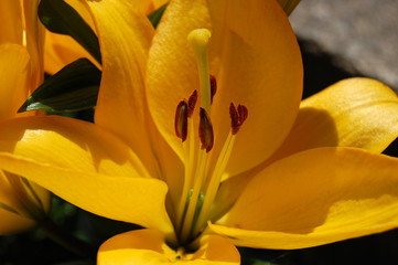 Żółta lilia (Lilium L.). Wnętrze kwiatu. Słupek i pręciki. © Chalkon