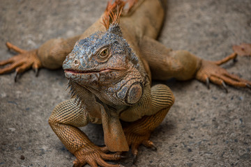 Naklejka premium Leguan, belize