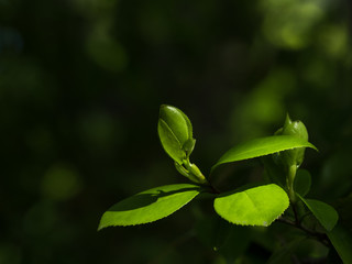 新緑　初夏の風景
