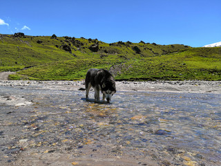 Black and white husky dog for a walk in the mountains. Dog drinks from a mountain river