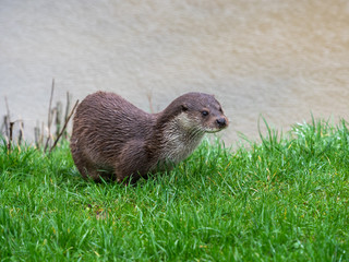 Eurasian otter (Lutra lutra) on a grass bank