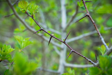Hawthorn bush in the garden. Shallow depth of field.