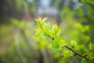 Hawthorn bush in the garden. Shallow depth of field.