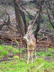 Roe deer ( capreolus capreolus) standing