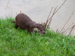 Eurasian otter (Lutra lutra) on a grass bank