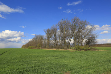 trees on spring meadow
