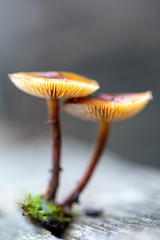 Poison mushroom Hypholoma fasciculare closeup