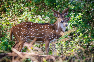 A pair of deer in the woods