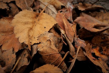 fallen hawthorn leaf on a dark background. Suitable for autumn screensaver or background.