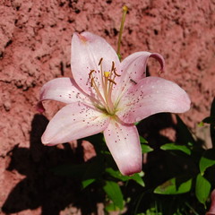 Różowa lilia (Lilium L.). Wnętrze kwiatu. Słupek i pręciki.
