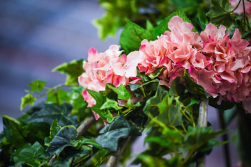 Obraz premium fresh natural flowers close up view