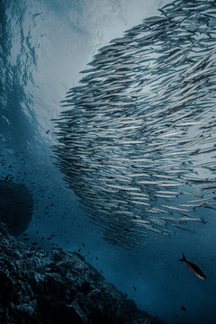 Shoal of pacific barracudas in sea