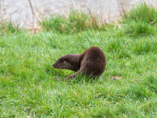 Young Eurasian otter (Lutra lutra) on a grass bank