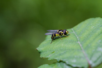 Wasp