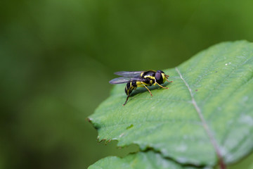 Obraz na płótnie Canvas Wasp