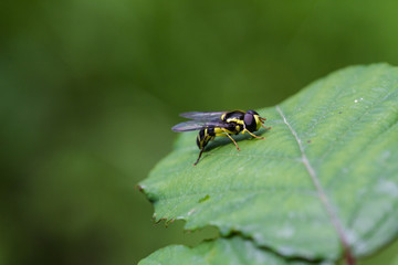 Wasp