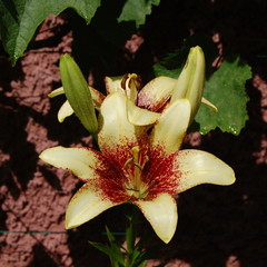 Żółta lilia (Lilium L.). Kwiat i pąki. © Chalkon