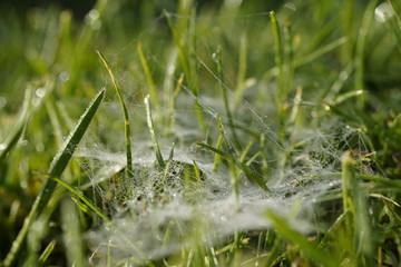 spider web with dew drops in the morning on green background