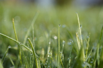 in the morning dew drops on green grass 
