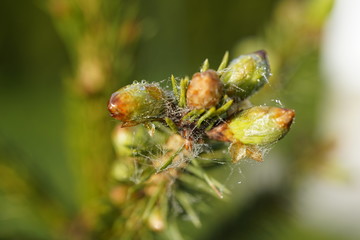 spider web with dew drops in spring on a spruce with bud