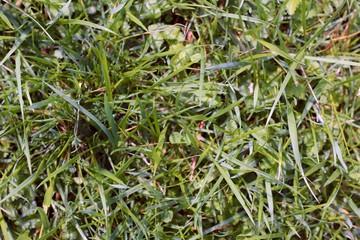 A close view of the green grass surface textures.