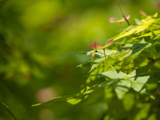 新緑　青もみじ　カエデの葉