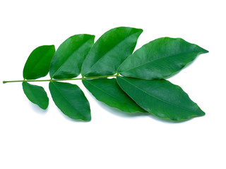 Close up of Monkey flower tree.