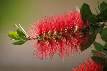 Zylinderputzer Callistemon im Blumentopf auf der Fensterbank