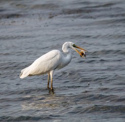 great white heron