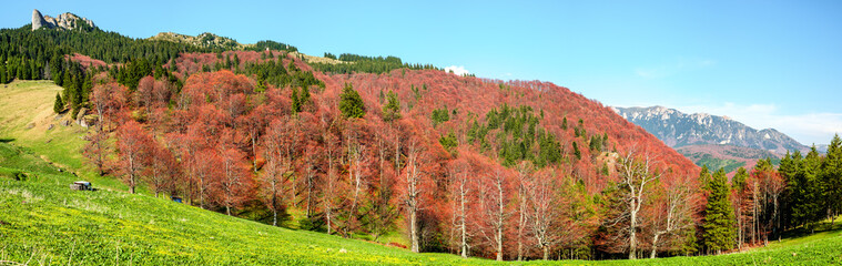 Spring and autumn colors, Ciucas mountains, Brasov county, Romania, 1720m
