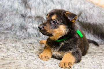 Funny portrait of a cute puppy on the couch. New beloved family member. Little dog barks at home and waits