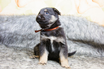 Funny portrait of a cute puppy on the couch. New beloved family member. Little dog barks at home...