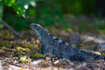 lizard in the forest