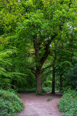 Path through Ruislip Woods, London Borough of Hillingdon, UK. Woods is an ancient woodland and is a Site of Special Scientific Interest.
