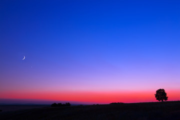A famous sunset. A lonely tree. The sky with the moon and the starlight.