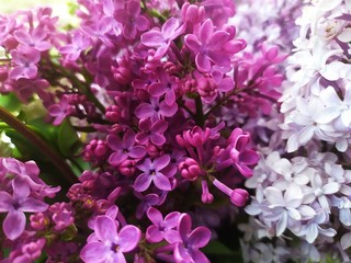 photo with bright flowers, a bouquet of close-up grains