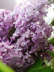 beautiful photo with bright flowers, closeup bouquet of grains