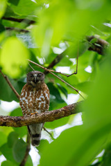 Brown hawk-owl Beautiful Birds of Thailand
