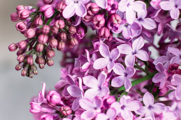 Lilac flowers close-up. Macro