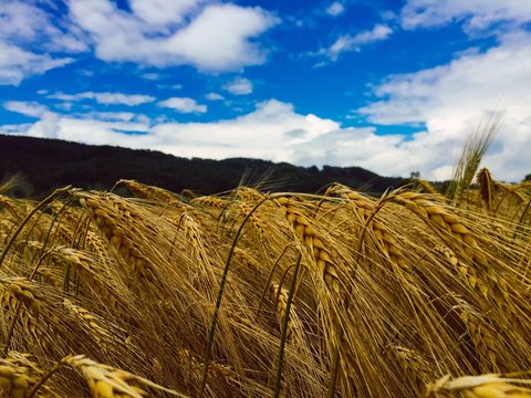 Close-up Of Wheat Crop Against Cloudy Sky © reto brüllmann/EyeEm