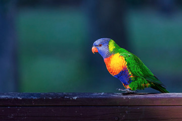 A Colorful Parrot In Australia